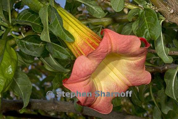 brugmansia sanguinea 2 graphic